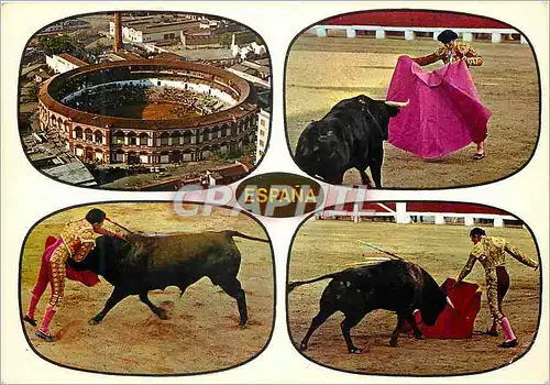 Cartes postales moderne Toros Typique course de Taureaux Taureau Corrida