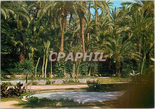 Cartes postales moderne Elche (Alicante) Parque Municipal