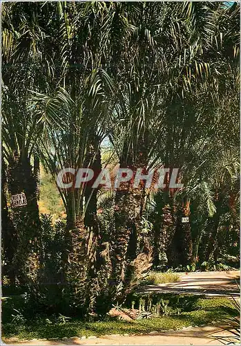 Moderne Karte Elche (Alicante) Verger de Cure Groupe de Palmiers Exceptionnels