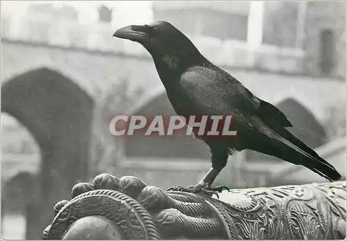 Cartes postales moderne Tower of London One of the Tower Ravens