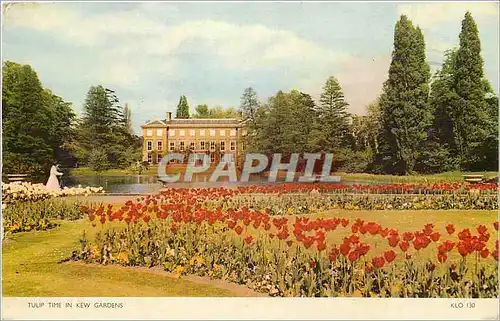 Cartes postales moderne Tulip Time in Kew Gardens