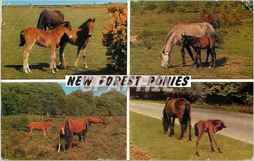 Cartes postales moderne The Forest Ponies Poney