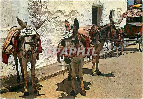 Cartes postales moderne Mijas Costa del Sol Taxi Donkey Stop Ane