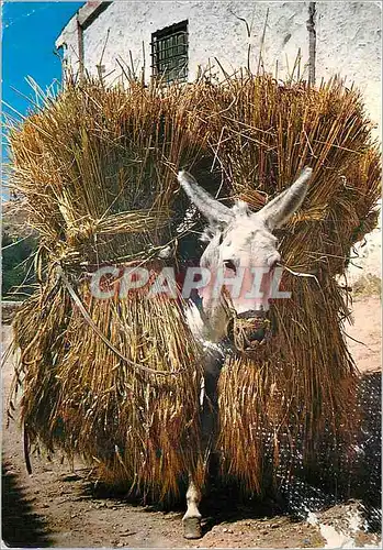 Cartes postales moderne Borrico Cargado de Trigo Ane Donkey