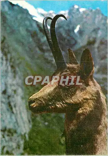 Cartes postales moderne Rebeco Trofeo Abadias
