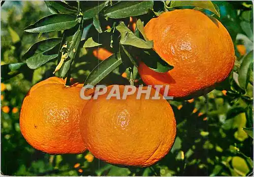 Cartes postales moderne Espana Oranges