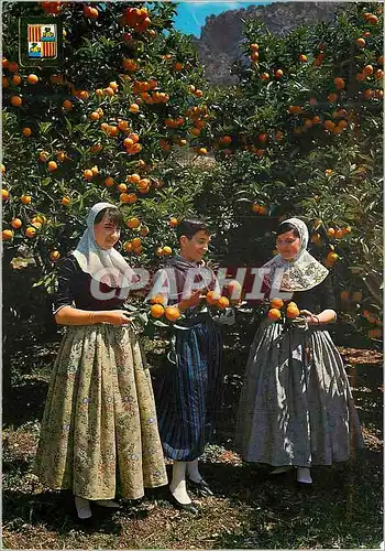 Cartes postales moderne Mallorca Tipica Between orange trees