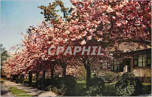 Moderne Karte Boitsfort Cerisier en fleurs