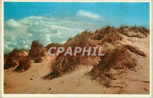 Cartes postales moderne Dunes