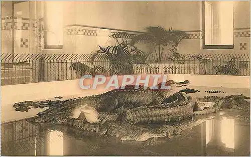 Cartes postales moderne Anvers Jardin Zoologique Galerie des reptiles Bassin des Crocodiles