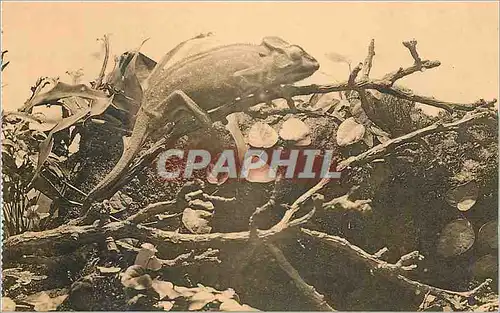 Cartes postales moderne Anvers Jardin Zoologique Galerie des reptiles Cameleon