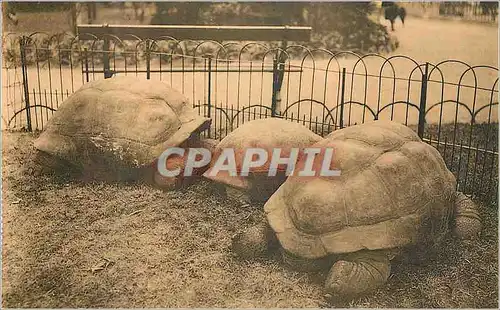 Cartes postales moderne Anvers Jardin Zoologique Galerie des reptiles Tortues elephantines