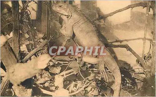 Cartes postales moderne Anvers Jardin Zoologique Galerie des reptiles Iguane noire du Mexique