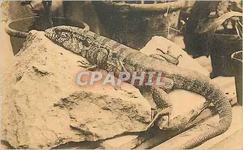 Cartes postales moderne Anvers Jardin Zoologique Galerie des reptiles Teja commun