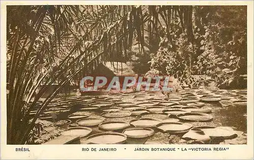Cartes postales Rio de Janeiro Jardin Botanique La Victoria Regia