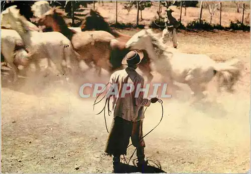 Cartes postales moderne Rio Grande do Sul Capture de Chevaux Sauvages