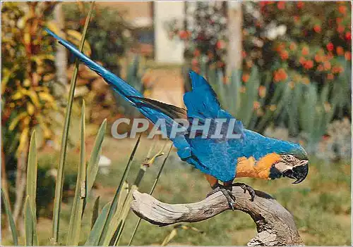 Cartes postales moderne Brasil Turistico Blue parrot Anodorhynchus hyacinthinus Perroquet