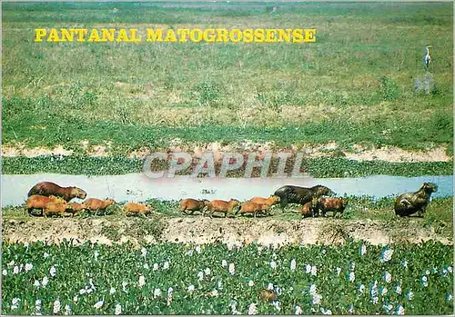 Cartes postales moderne Brasil Turistico Pantanal Matogrossense Capivara Hidrochoerus