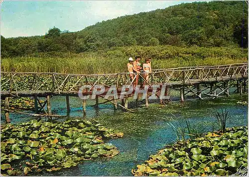 Cartes postales moderne Arkoutino nenuphars