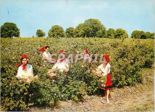 Cartes postales moderne Bulgaria Cueillaison des roses
