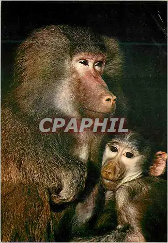 Cartes postales moderne African Fauna Baboons Singes