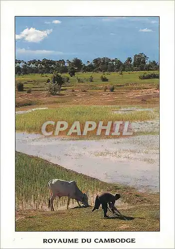 Cartes postales moderne Royaume du Cambodge