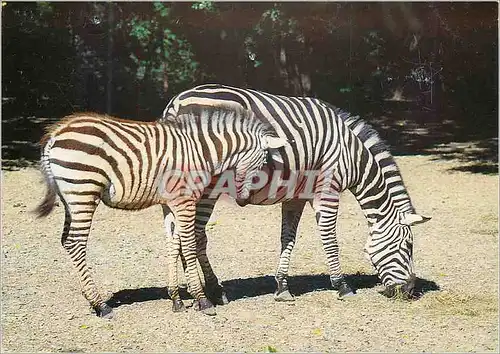 Cartes postales moderne Zebres