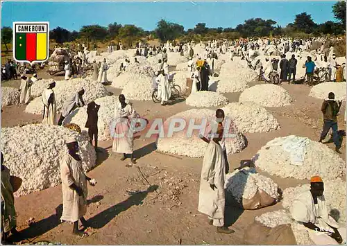 Cartes postales moderne Republique Unie du Cameroun La recolte du coton