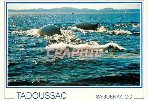 Moderne Karte Tadoussac Saguenay QC