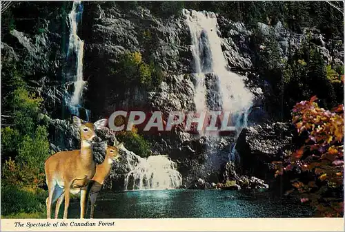 Cartes postales moderne The Spectacle of the Canadian Forest