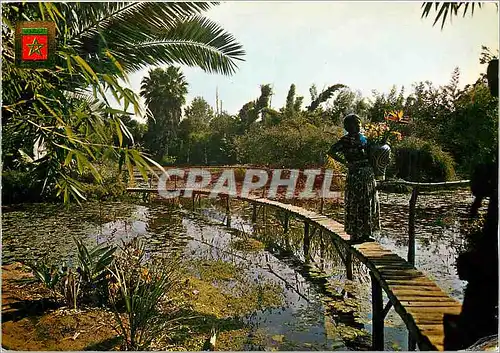 Cartes postales moderne Rabat Jardins Exotiques M Francoi