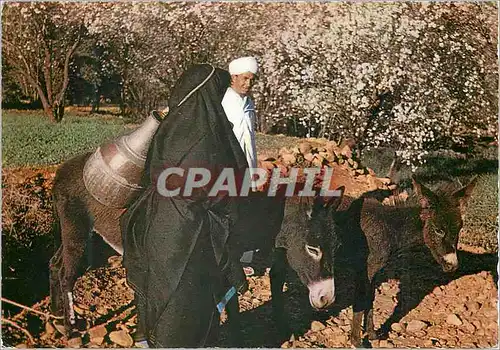 Cartes postales moderne Le Maroc Pittoresque Tafraout Ane Donkey