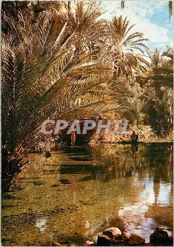 Cartes postales moderne Le Maroc Pittoresque Tinerhir