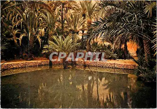 Cartes postales moderne Le Maroc Pittoresque Tinerhir