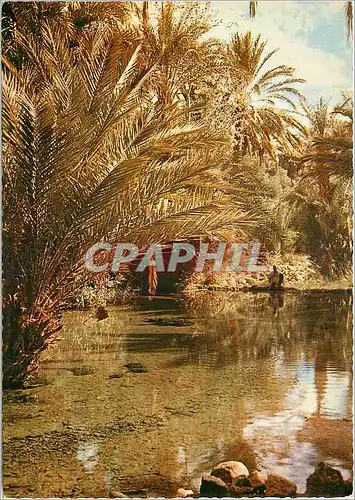 Cartes postales moderne Le Maroc Pittoresque Tinerhir