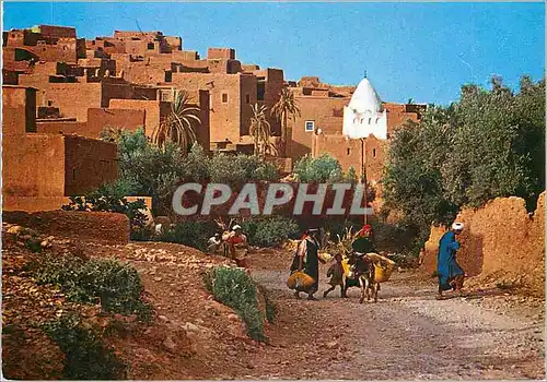 Cartes postales moderne Le Maroc Pittoresque Tinerhir Ane Donkey