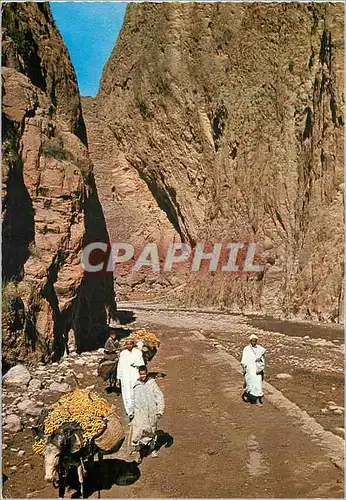 Cartes postales moderne Le Maroc Pittoresque Tinerhir Ane Donkey