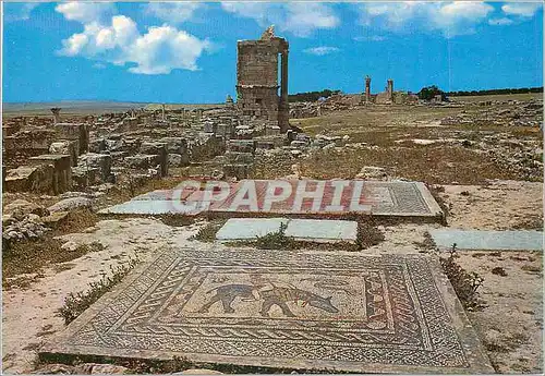 Cartes postales moderne Volubilis d'Accrobatre Mosaique de la Maison d'Orphee