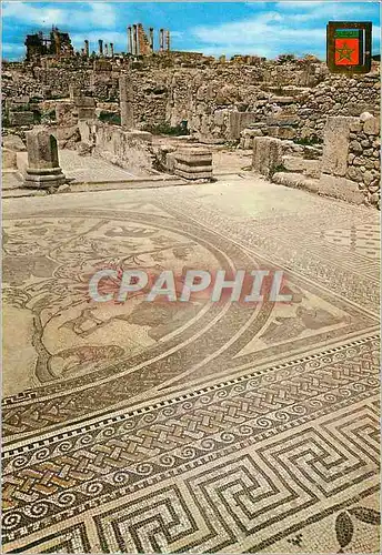 Cartes postales moderne Volubilis Mosaique de la Maison d'Orphee