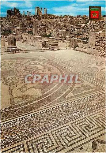 Cartes postales moderne Volubilis Mosaique de la Maison d'Orphee