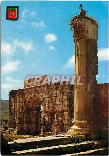 Cartes postales moderne Volubilis