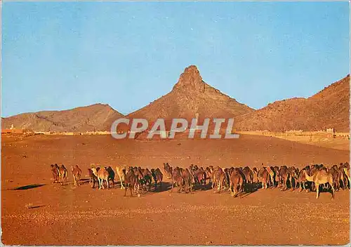 Cartes postales moderne Zagora Caravane au couchant