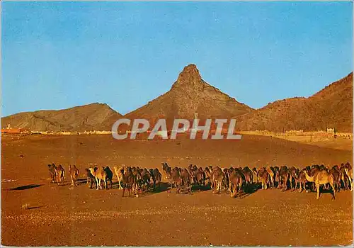 Cartes postales moderne Zagora Caravane au couchant