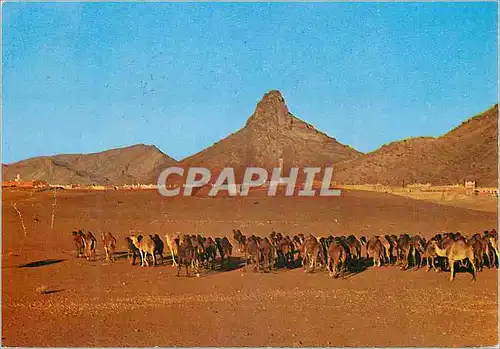 Cartes postales moderne Zagora Caravane au couchant