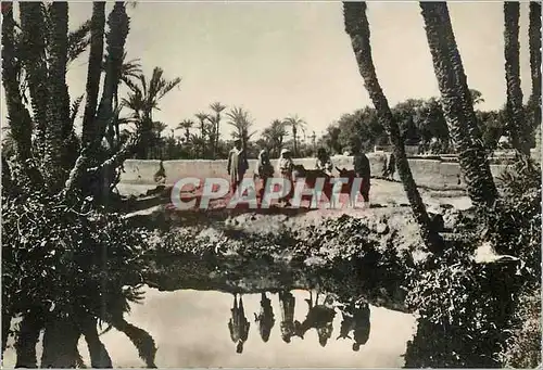 Cartes postales moderne Marrakech Dans la Palmeraie Ane Donkey