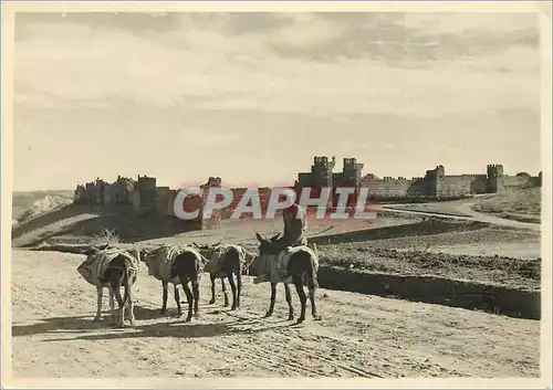 Cartes postales moderne Rabat Remparts du Chellah  Ane Donkey