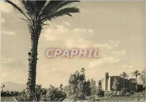 Cartes postales moderne Souvenir du Maroc Pittoresque