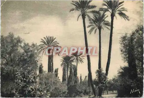 Cartes postales moderne Marrakech Le Jardin