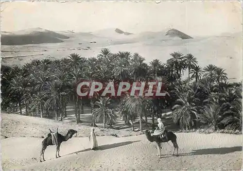 Cartes postales moderne Chameaux