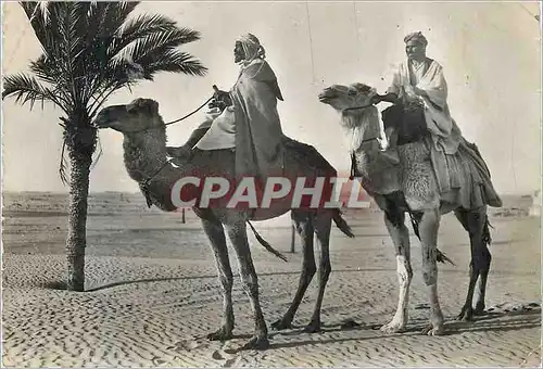 Cartes postales moderne Chameaux